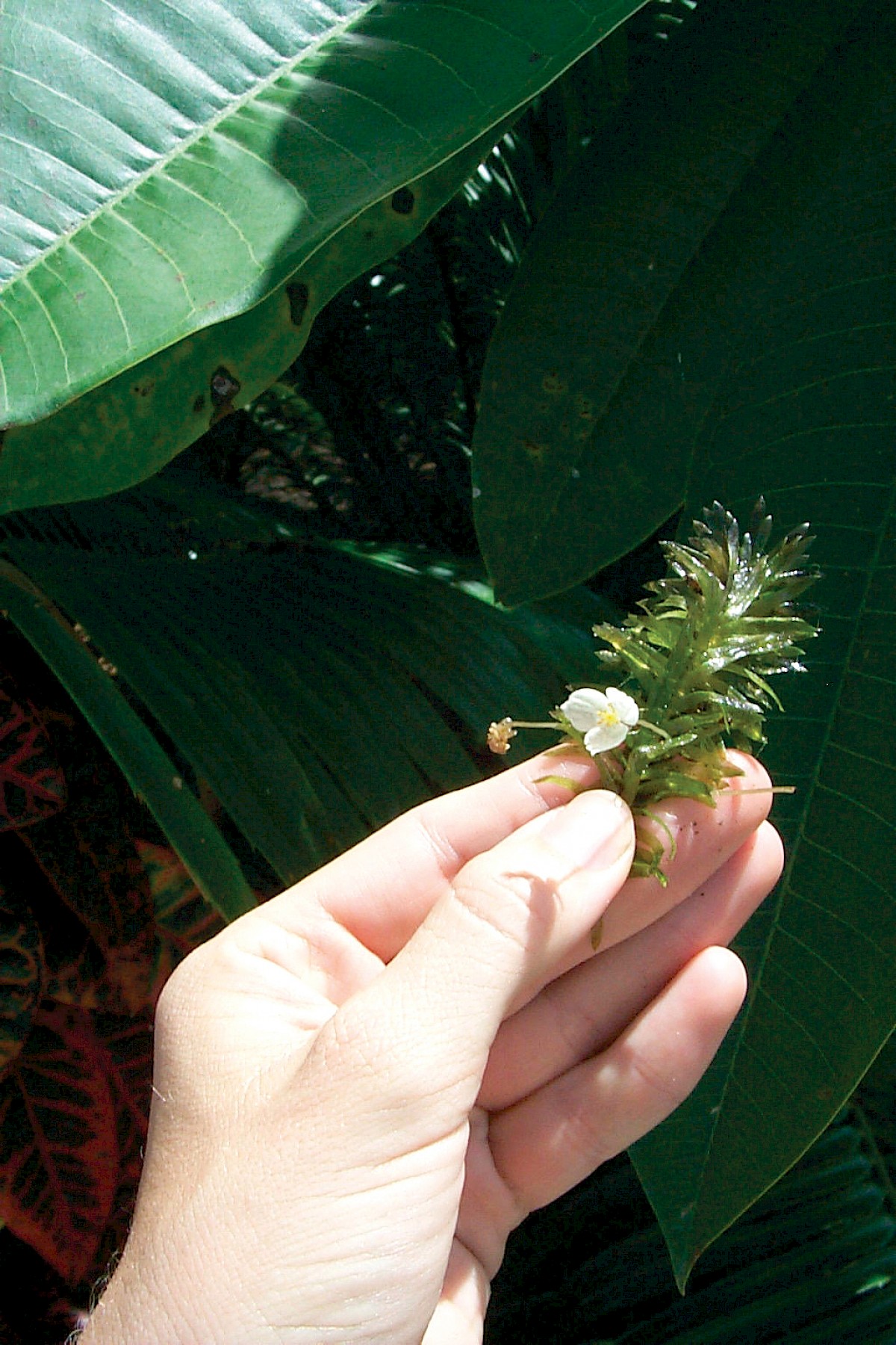 | Center for Aquatic and Invasive Plants | University of Florida, IFAS