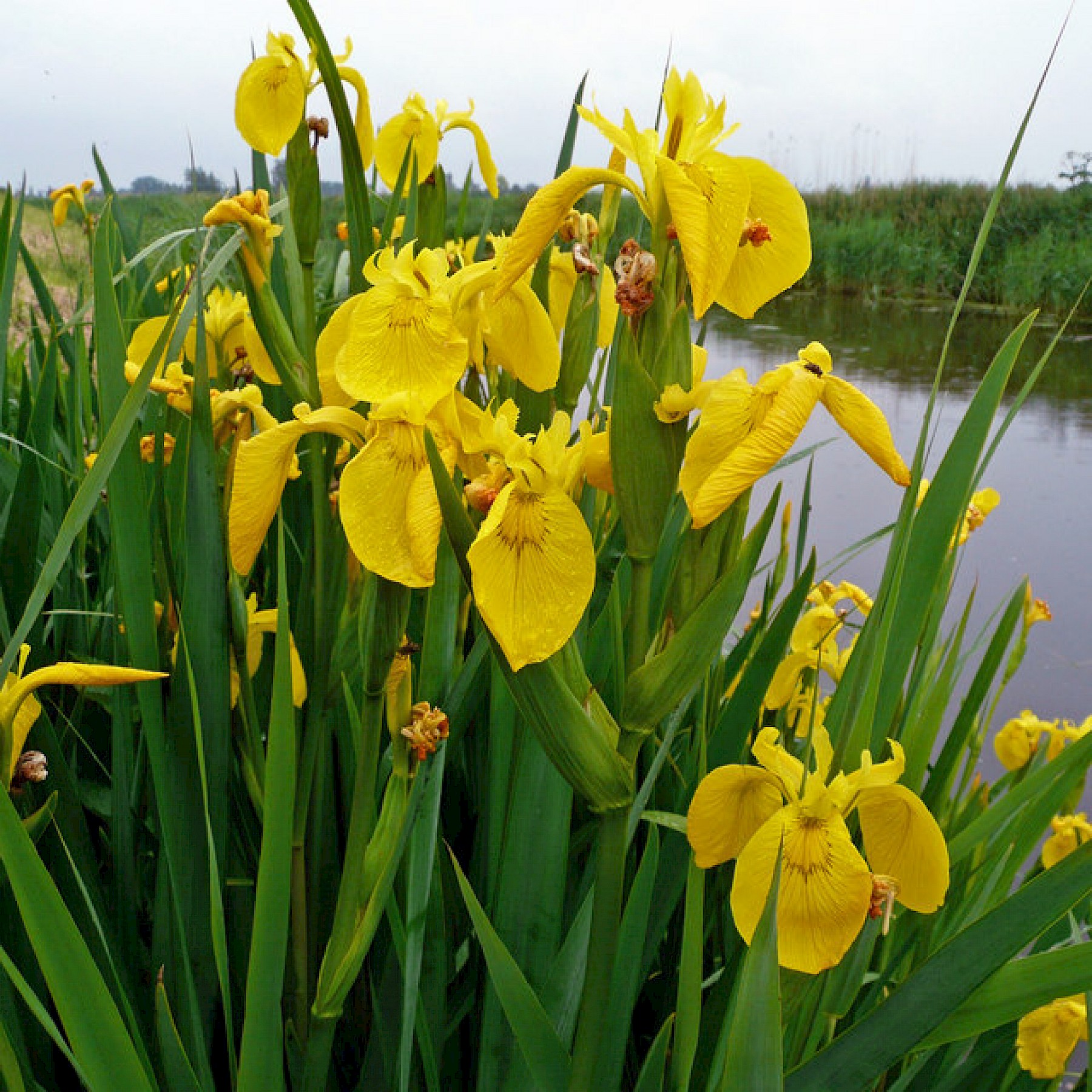 Center for Aquatic and Invasive Plants University of Florida IFAS
